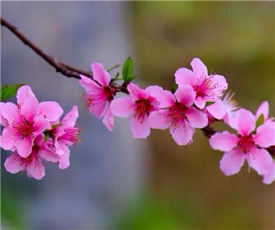 山河春色 桃花奇虫