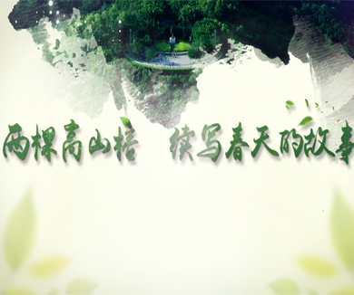 两棵高山榕 续写春天的故事